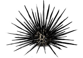 spiked